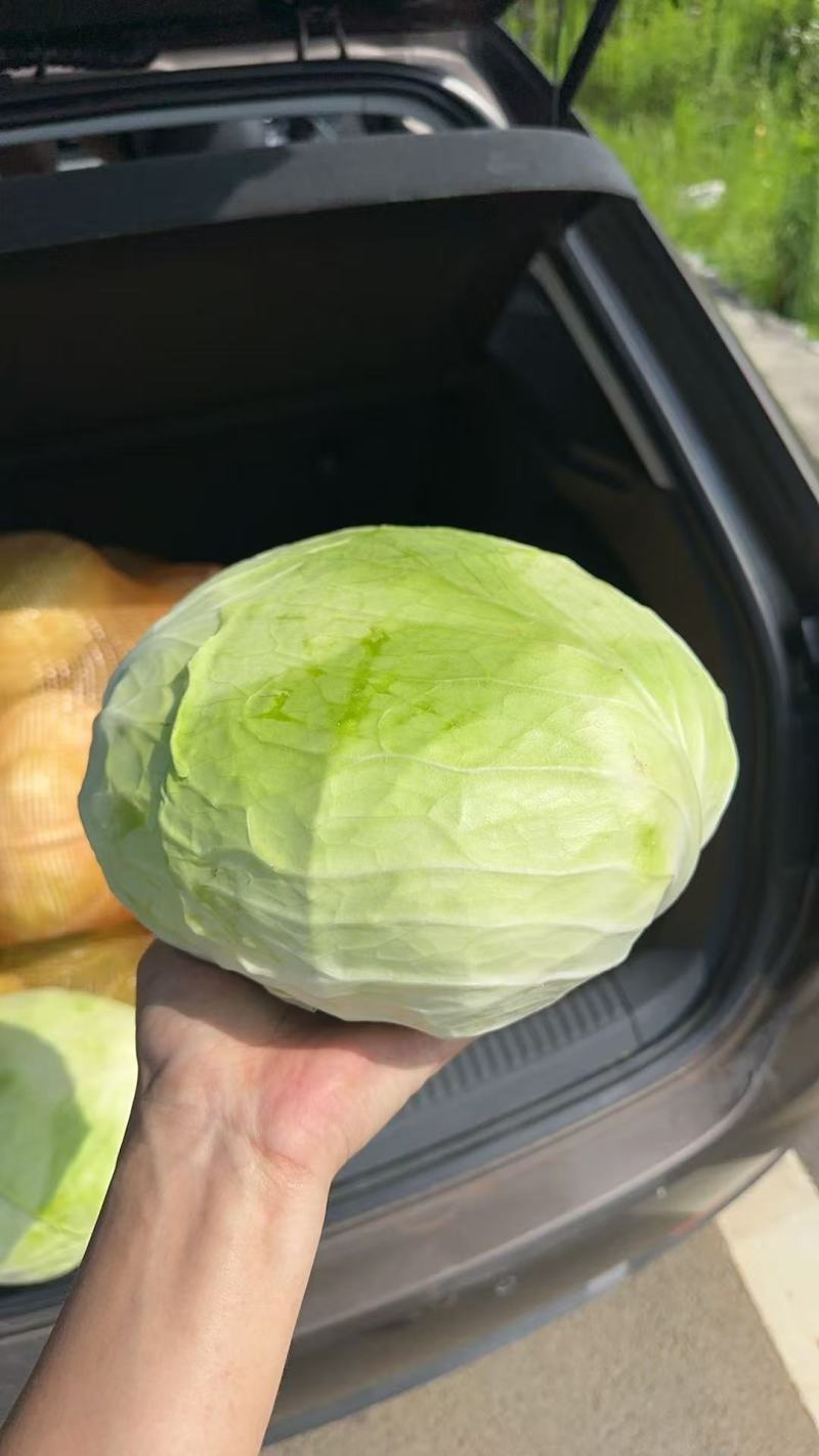 莲花白菜