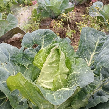 四川连花白