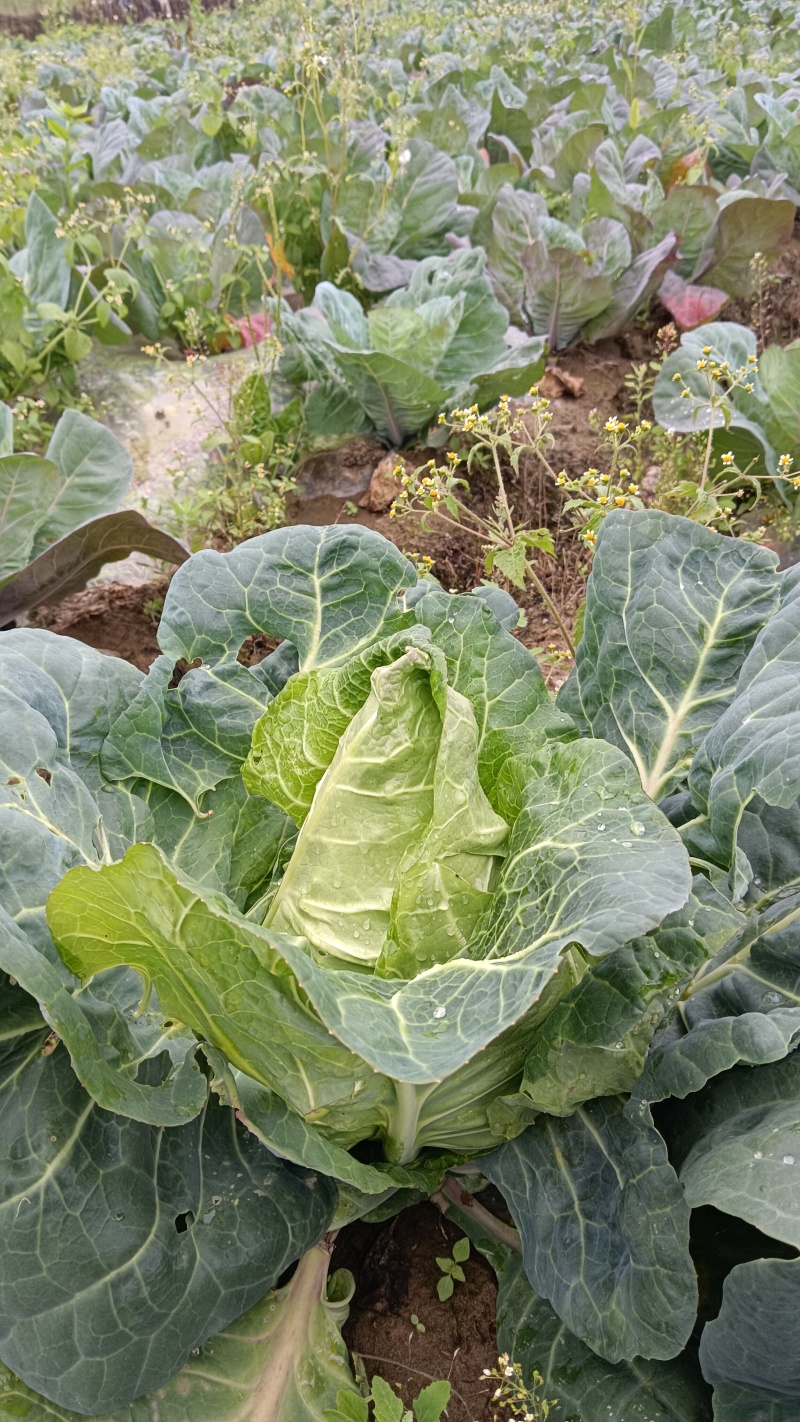 四川连花白