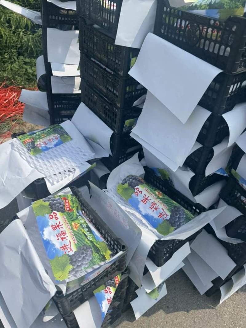 京亚葡萄大量上市了，口感酸甜果面光滑细腻糖度15个以上