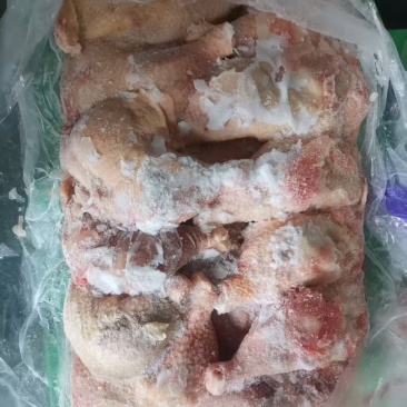 二级种鸡排腿20吨