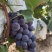 葡萄