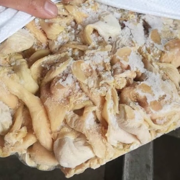 鸡嗉子