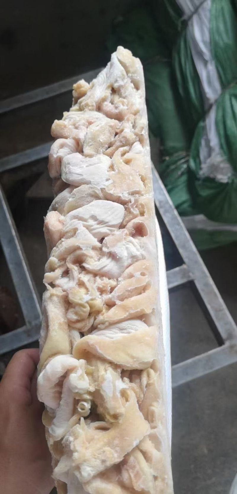 鸡嗉子