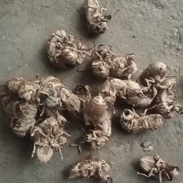 金蝉皮