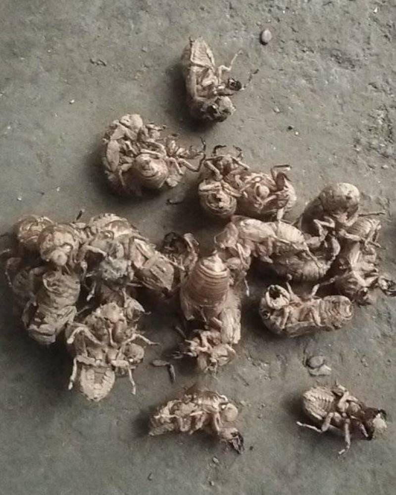 金蝉皮