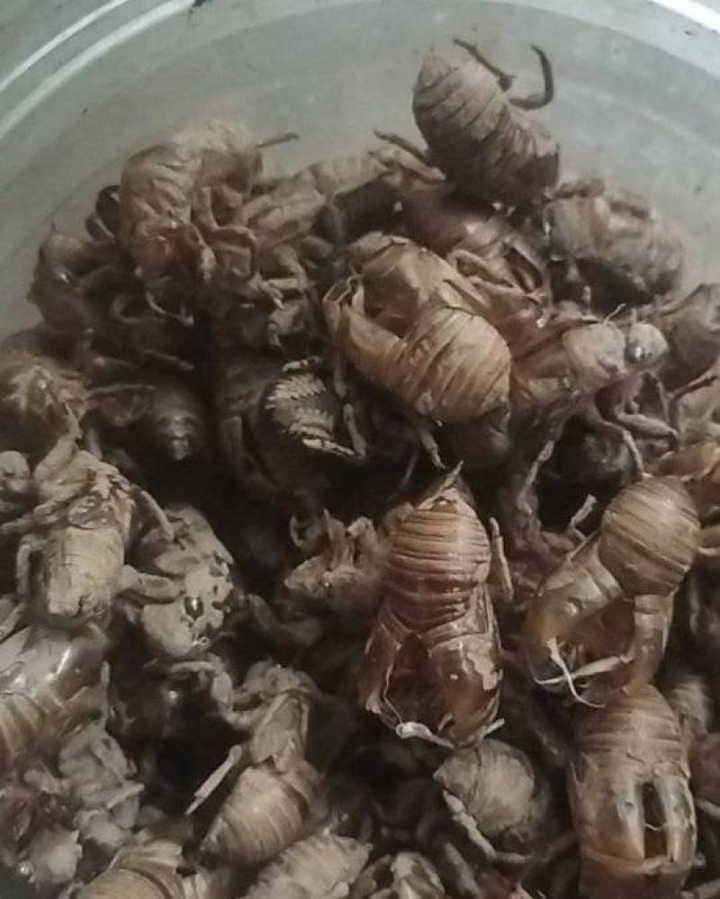 金蝉皮