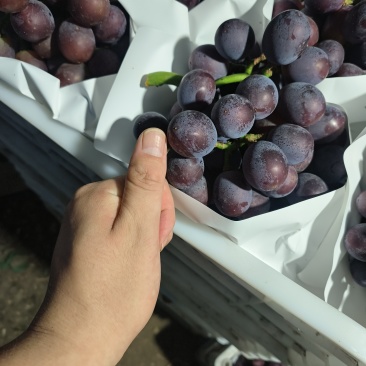 大颗粒夏黑葡萄