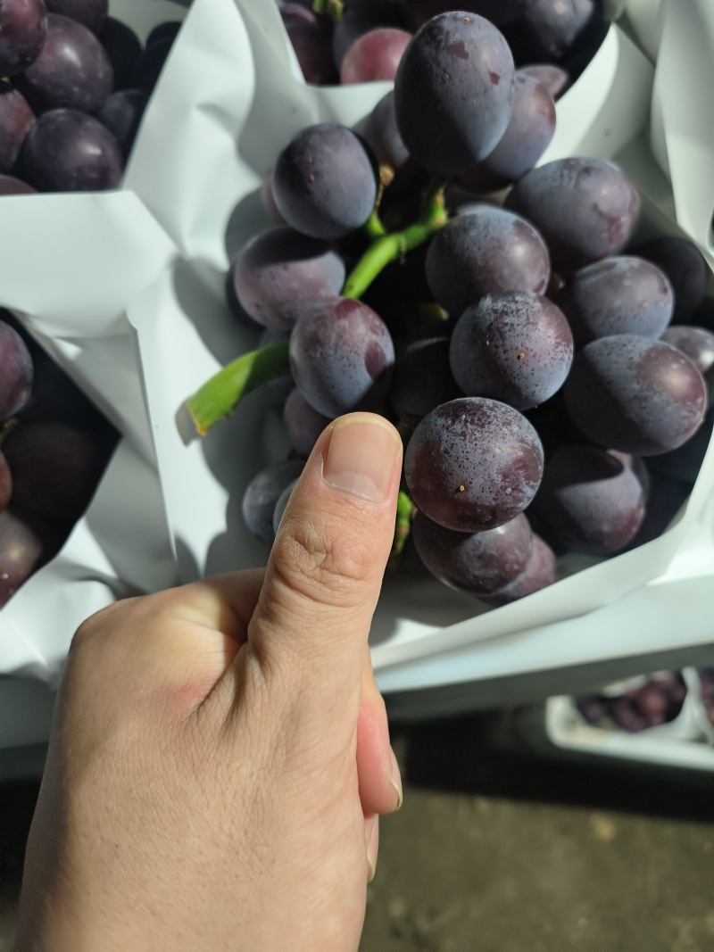大颗粒夏黑葡萄