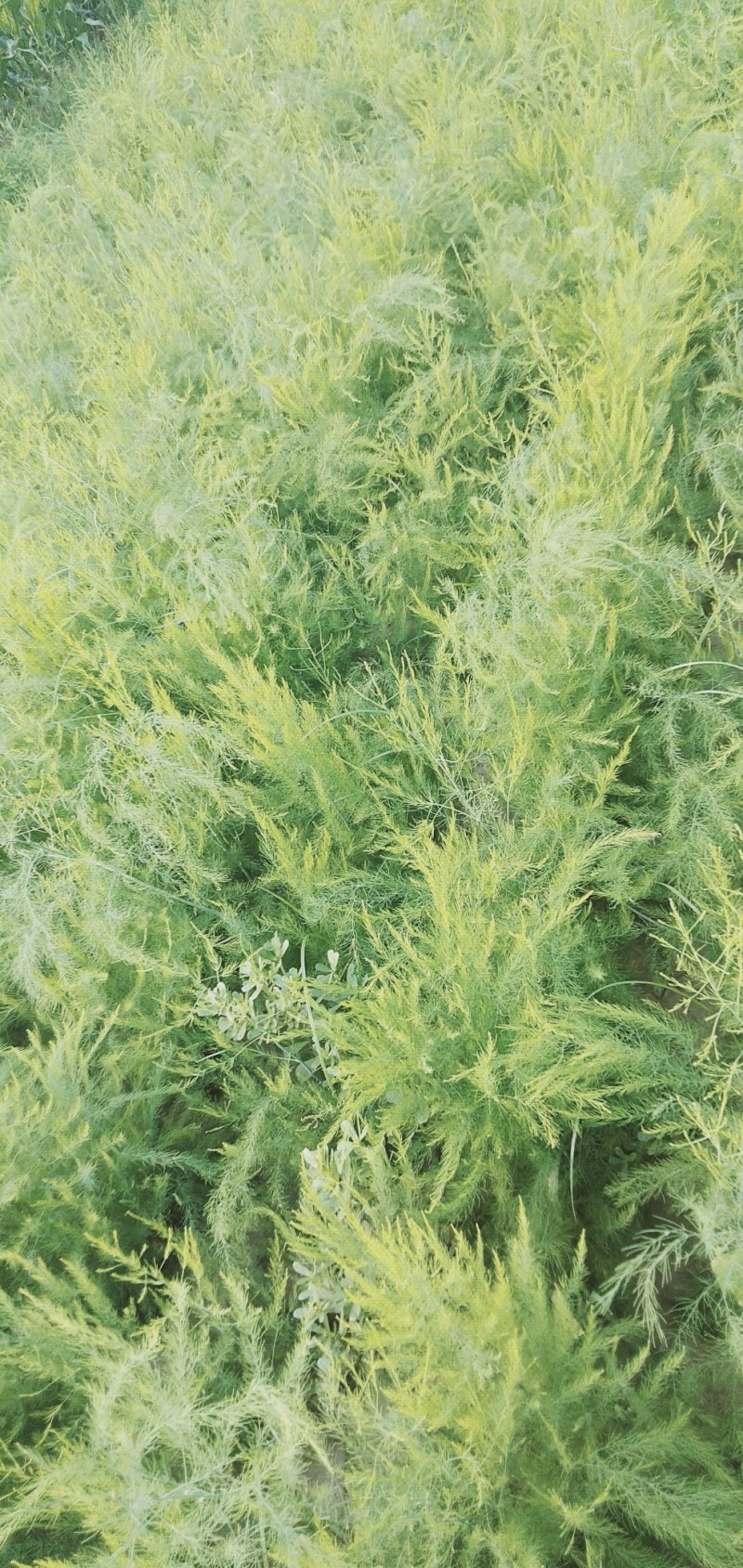 芦笋苗