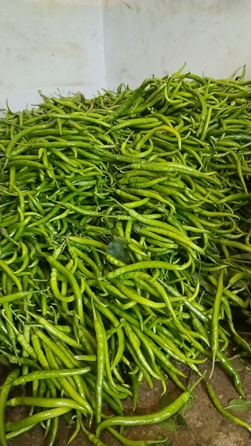 青椒，二斤条，青辣椒