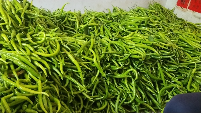 青椒，二斤条，青辣椒