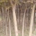 甘肃平凉红叶李4-10公分