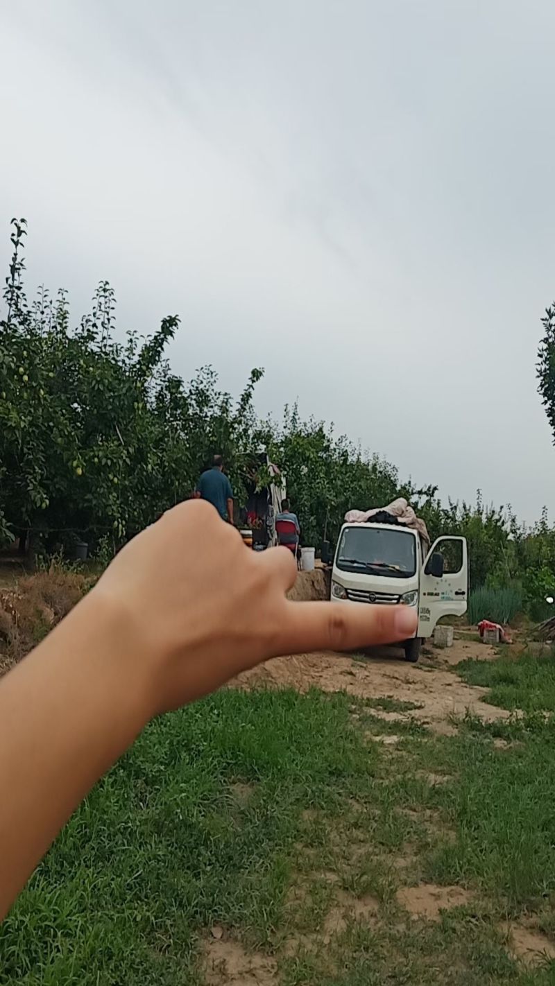 山东阳信早酥梨上市了