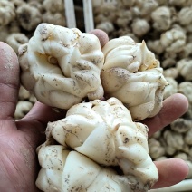 龙牙鲜百合