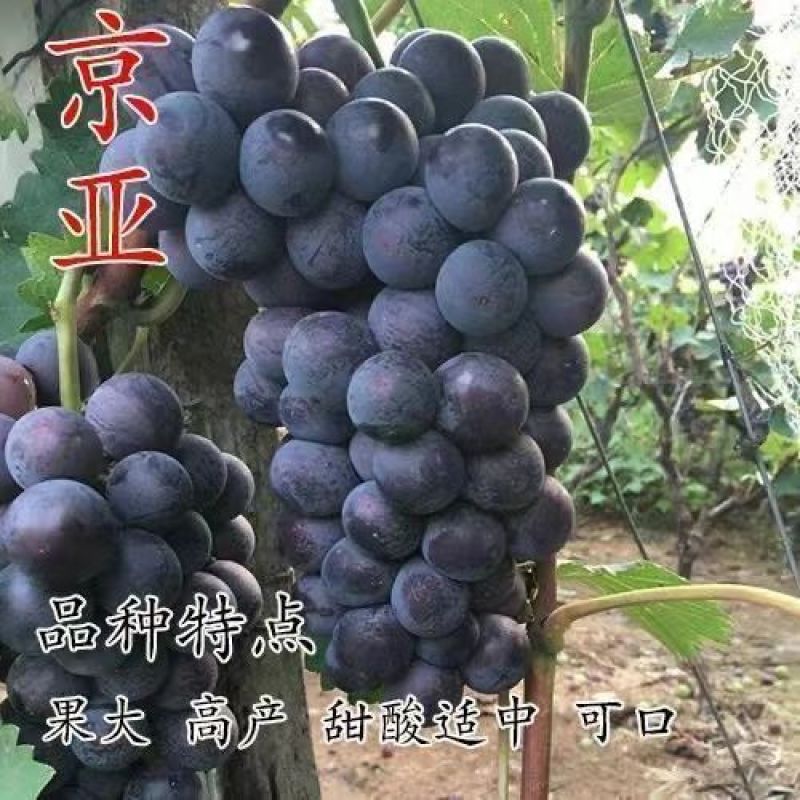 故市京亚早熟葡萄