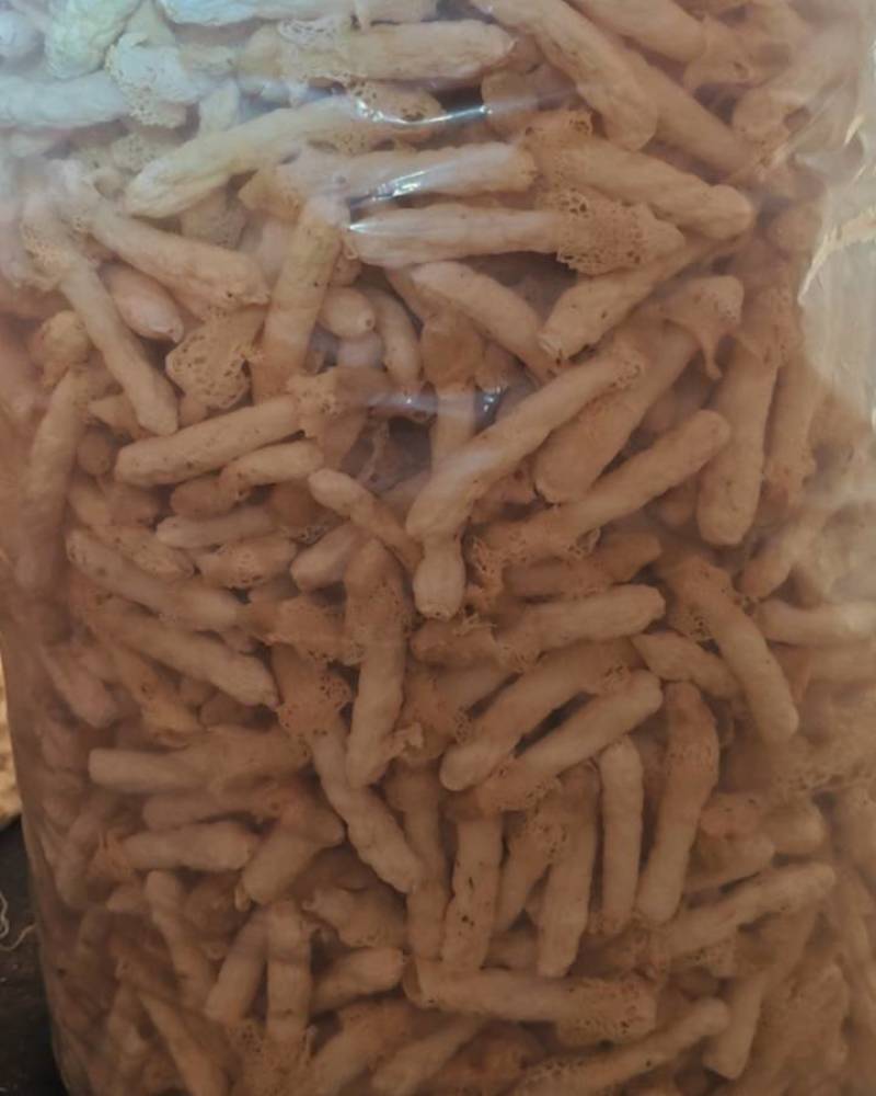贵州红拖竹荪