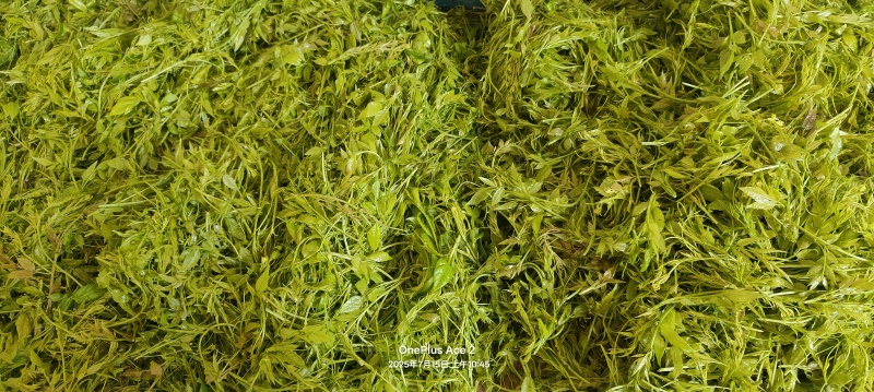 恩施硒都藤茶
