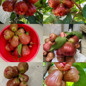 黑糖芭比莲雾