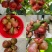 黑糖芭比莲雾