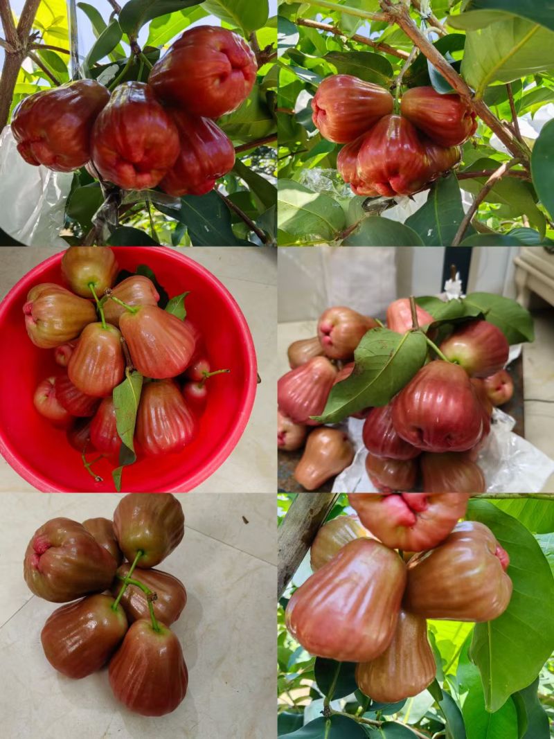 黑糖芭比莲雾