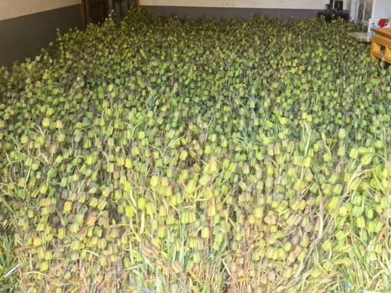 重庆巫溪兰英乡西安村太白贝母(川贝)种子，干货，天果。