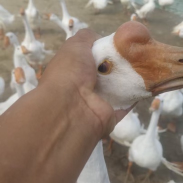 鹅