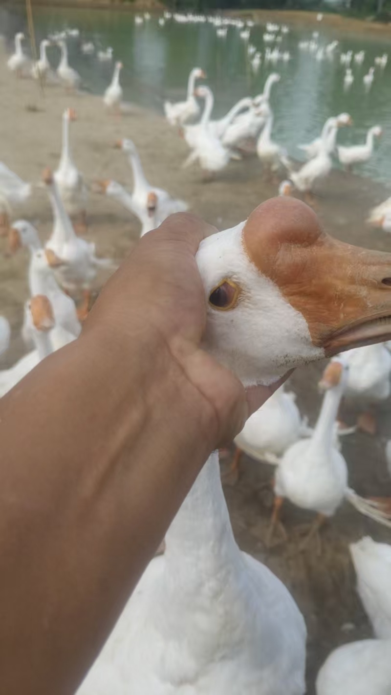 鹅