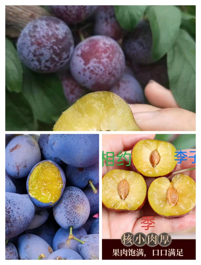 高山脆红李