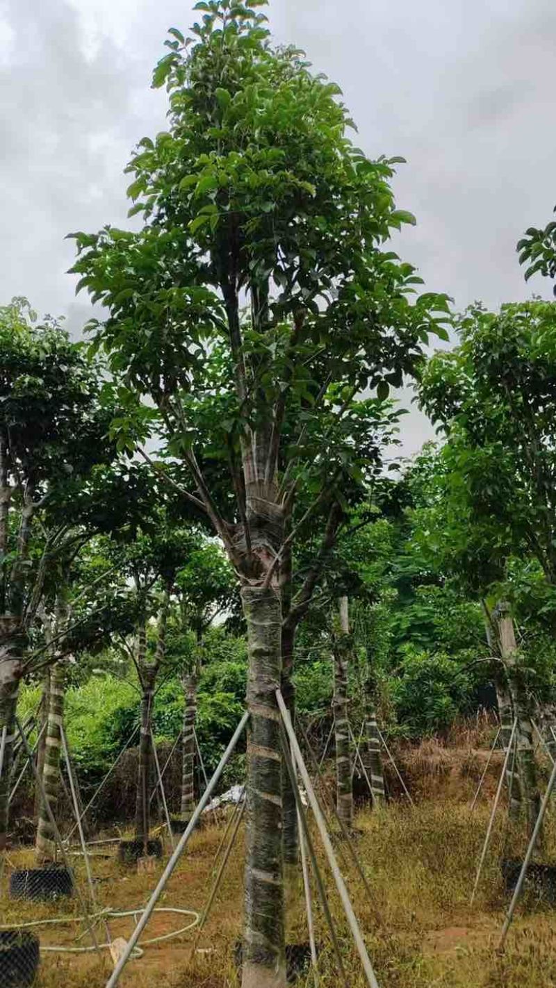 秋枫骨架10-25分，各种规格，大量低价出售