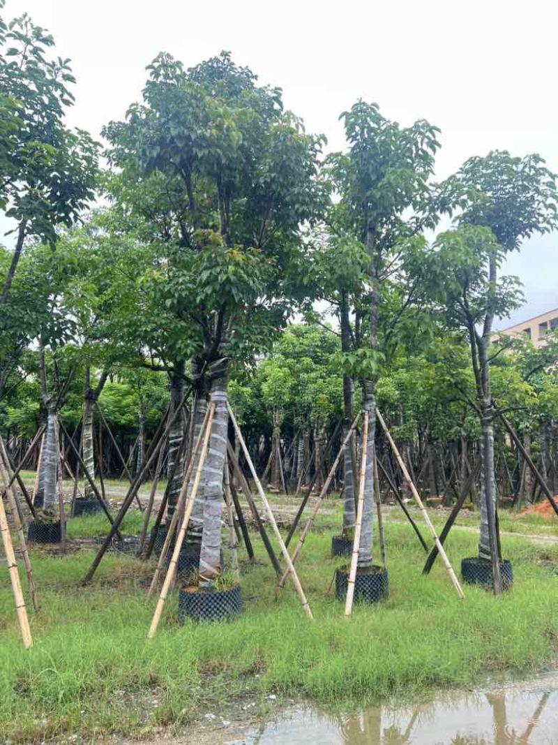 秋枫骨架10-25分，各种规格，大量低价出售