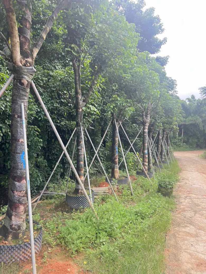 秋枫骨架10-25分，各种规格，大量低价出售