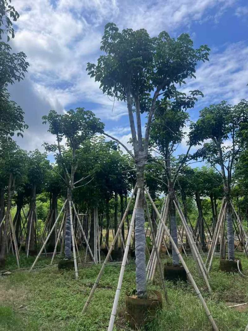 秋枫骨架10-25分，各种规格，大量低价出售
