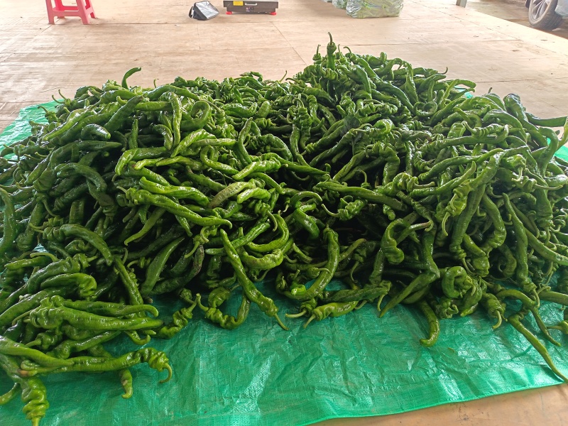 螺丝椒