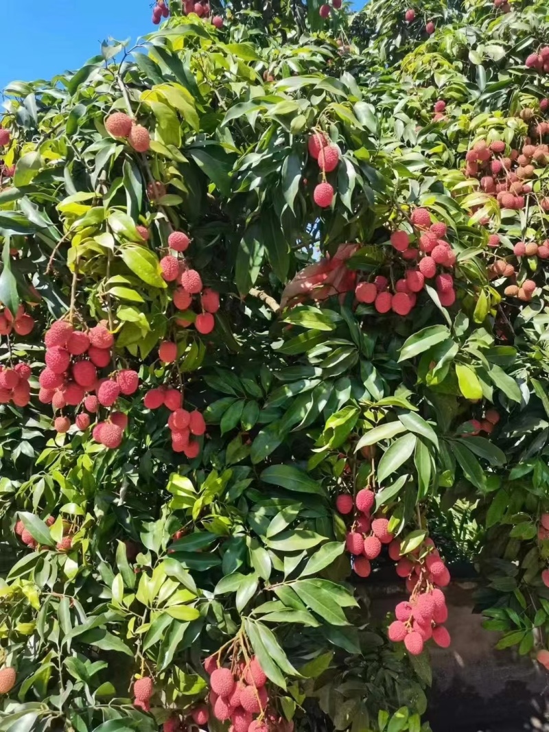 荔枝