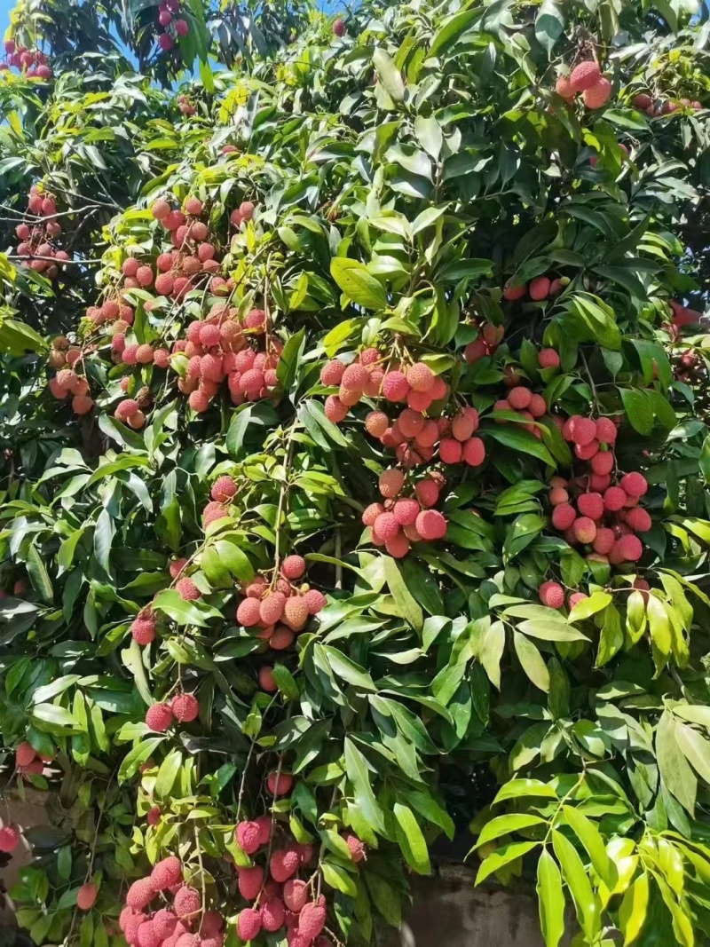 荔枝