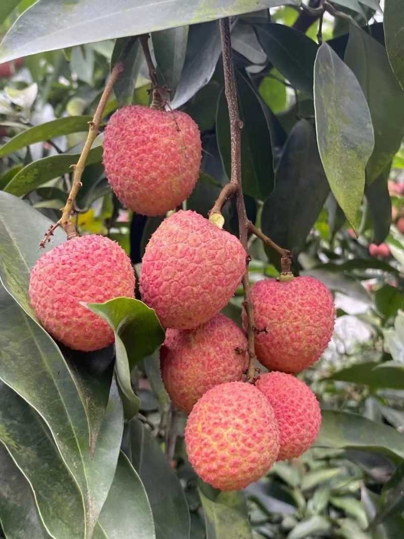 荔枝