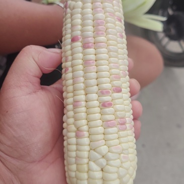 花糯玉米