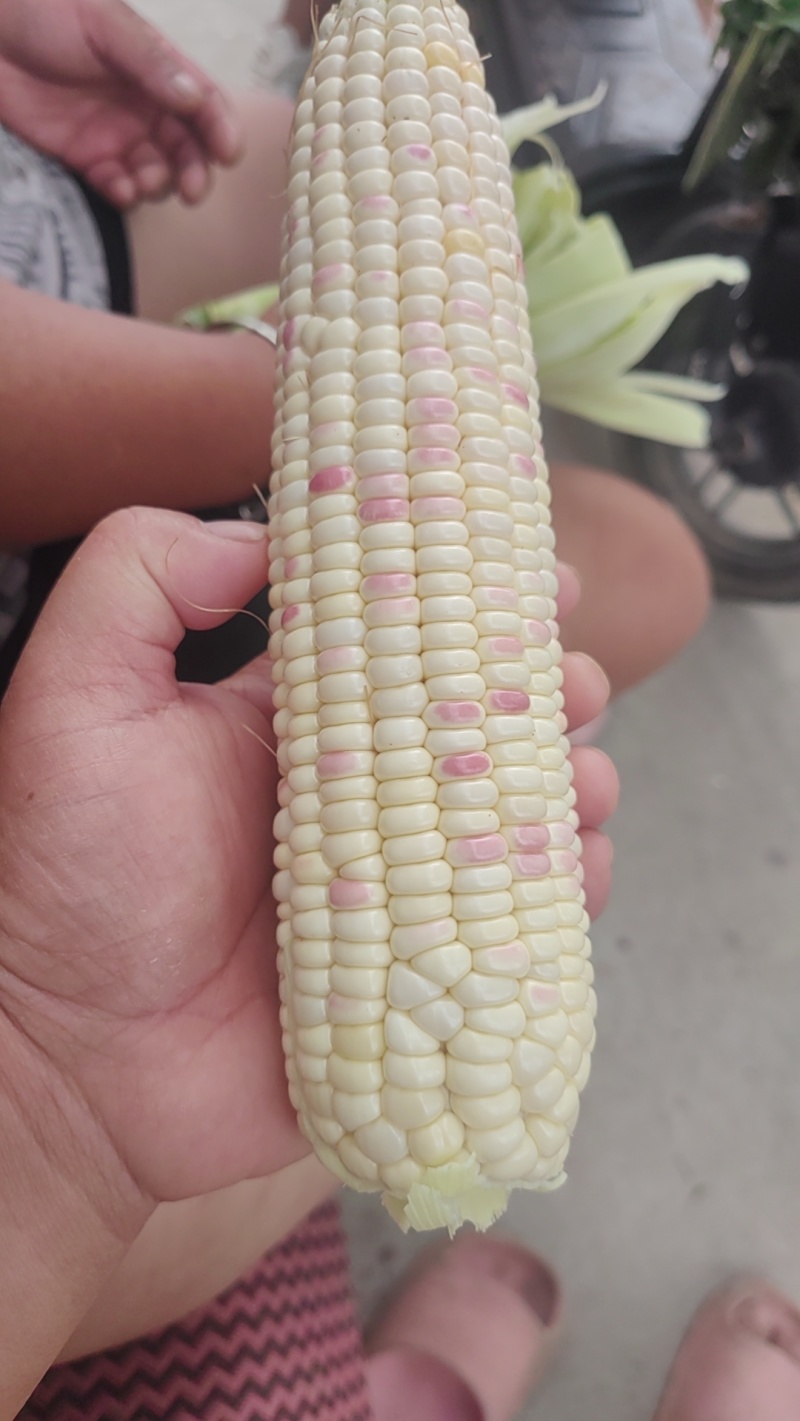 花糯玉米