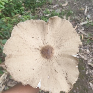 鸡枞