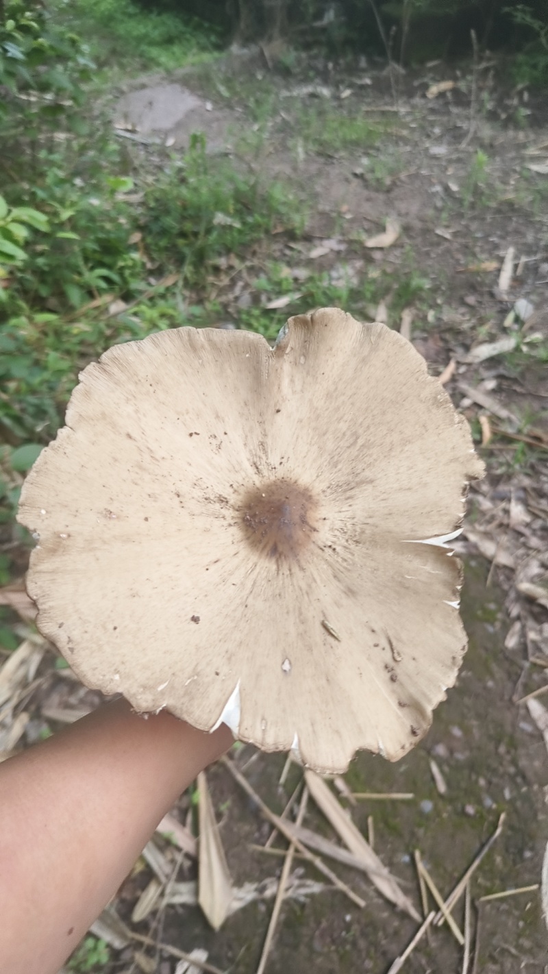 鸡枞