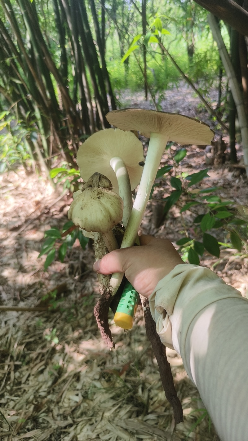 鸡枞