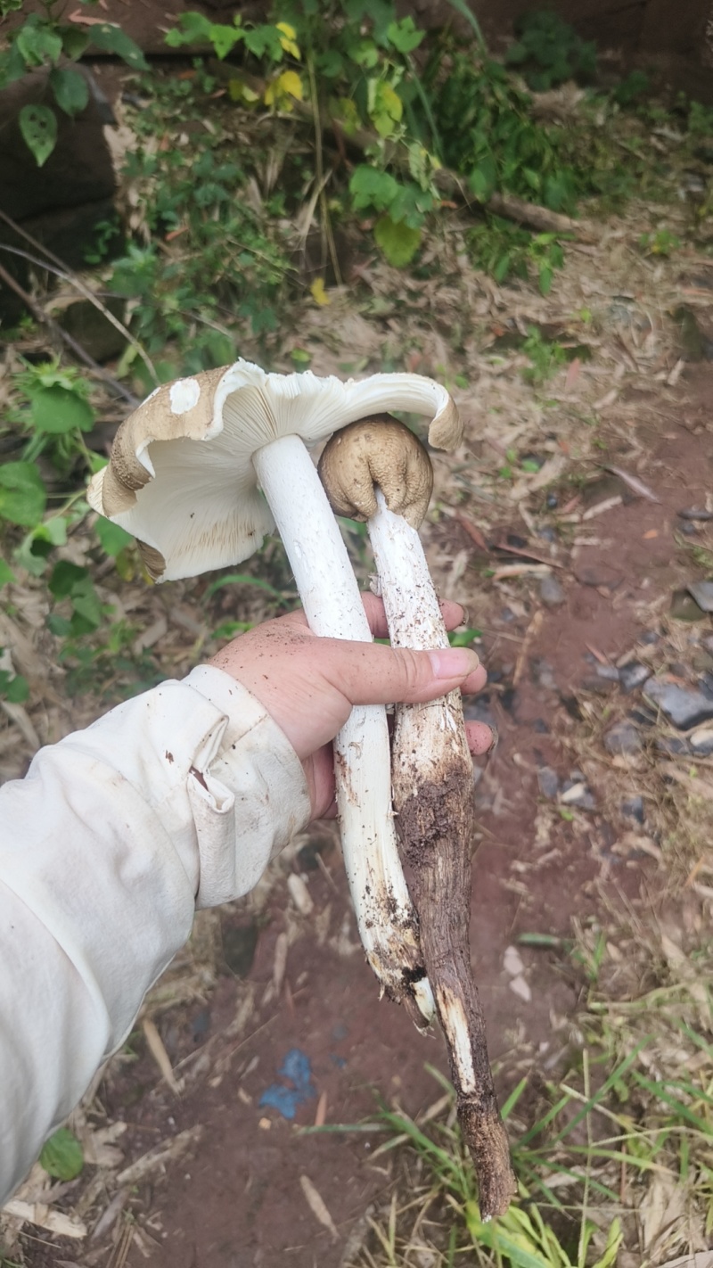 鸡枞