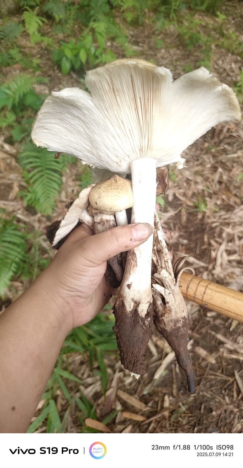 鸡枞