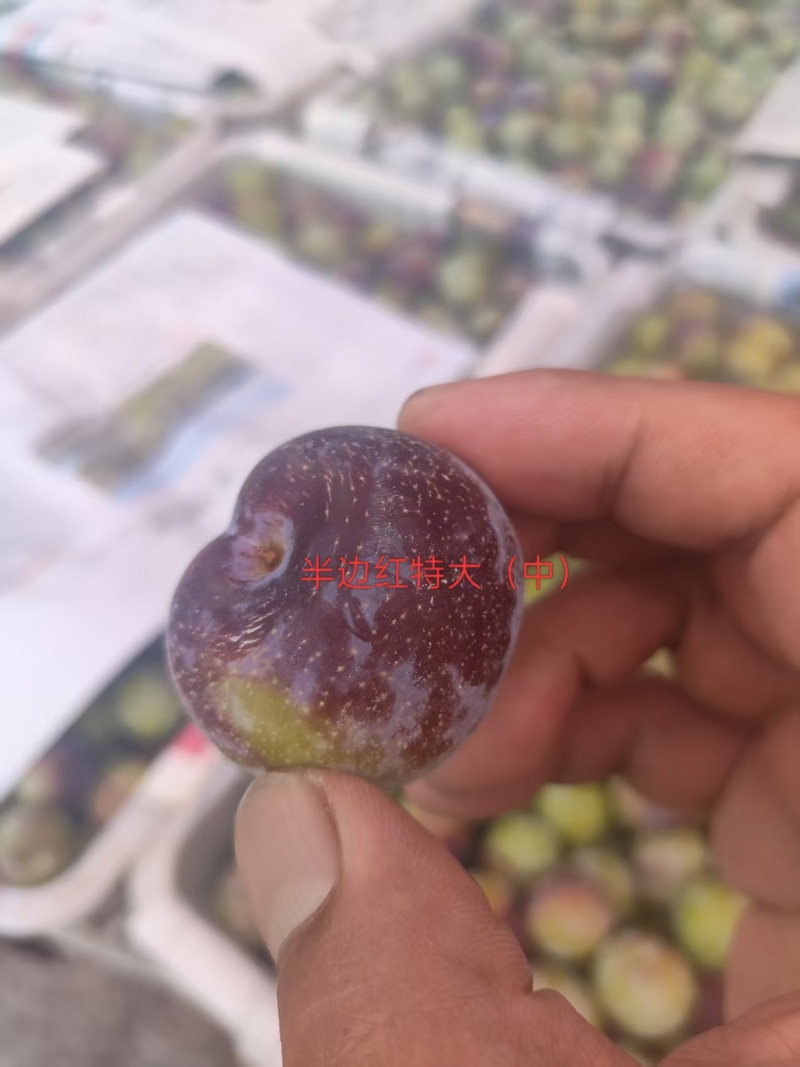 半月红脆李子产地直销