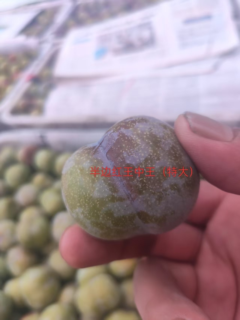 半月红脆李子产地直销