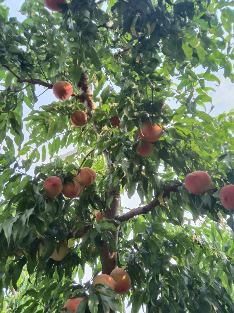 红不软套袋艳红