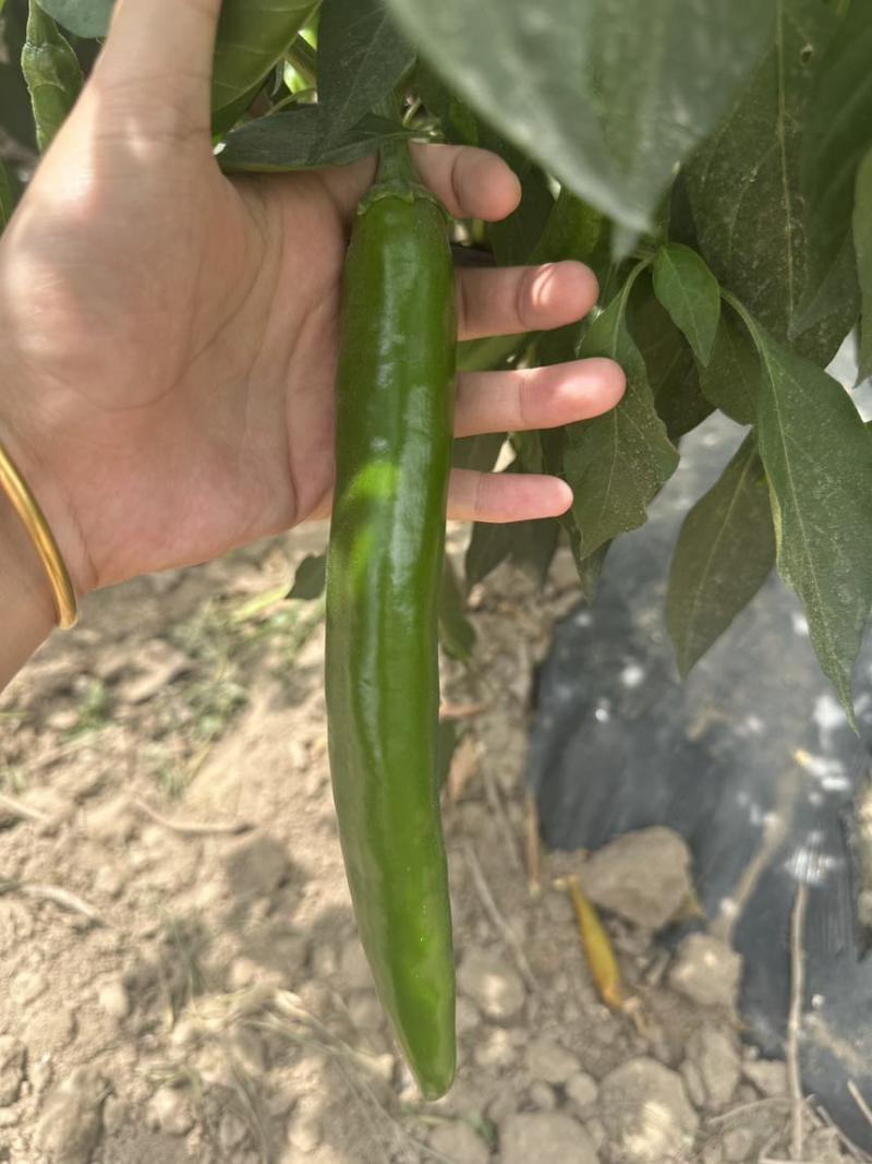 牛角椒，青皮椒，七寸红，耙齿椒
