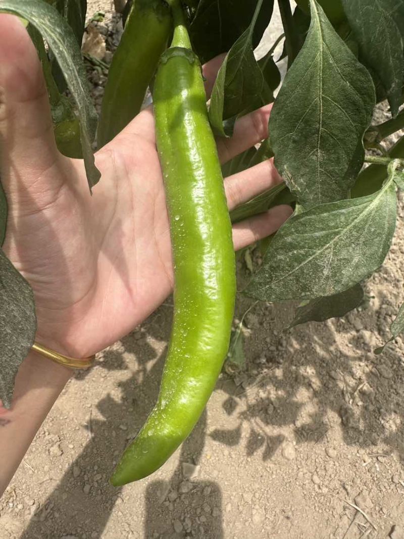 牛角椒，青皮椒，七寸红，耙齿椒