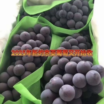 葡萄各类品种（阳光玫瑰、京亚葡萄、乒乓球葡萄夏黑葡萄）